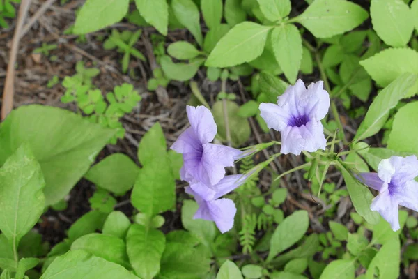 Квітка підкачки Фіолетове цвітіння вранці, Вибірковий фокус — стокове фото