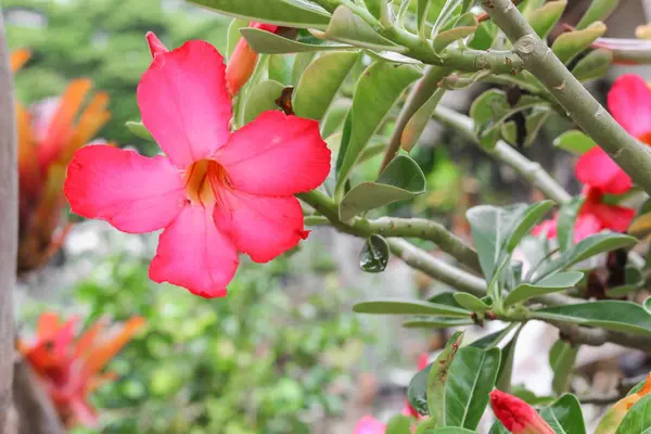 Пустеля Роза тропічні квіти на дереві або Implia лілії красиві червоні — стокове фото
