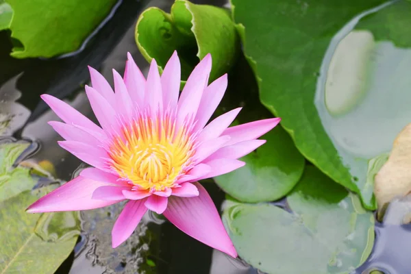 Lotus lilly purple on water beautiful — Stock Photo, Image