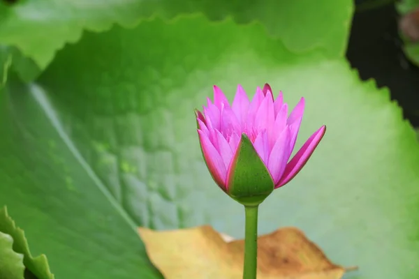 Lotuslilie lila auf Wasser schön — Stockfoto