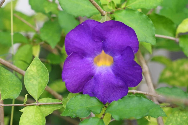 Квітка крупним планом фіолетова Thunbergia ertiful (Benth .) — стокове фото