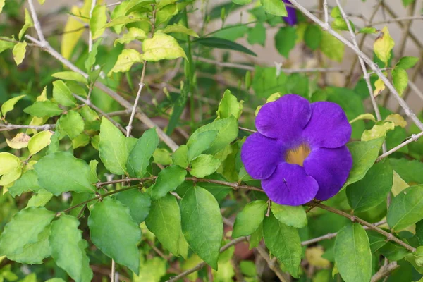 Квітка крупним планом фіолетова Thunbergia ertiful (Benth .) — стокове фото