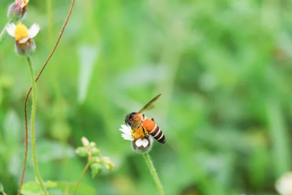 Abelha na flor branca coletando pólen chupar néctar — Fotografia de Stock