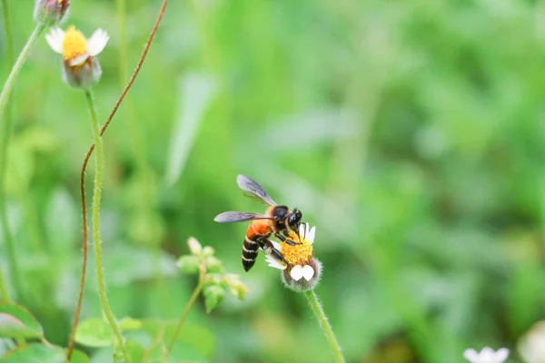 BI på vit blomma samlande pollen suger nektar — Stockfoto