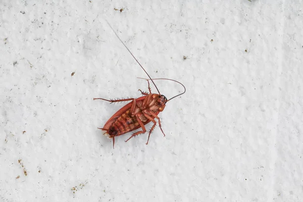 Barata morta magra Visão superior — Fotografia de Stock