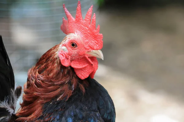 Ayam berwarna-warni (spesies hen serama di pertanian selatan Thailand — Stok Foto