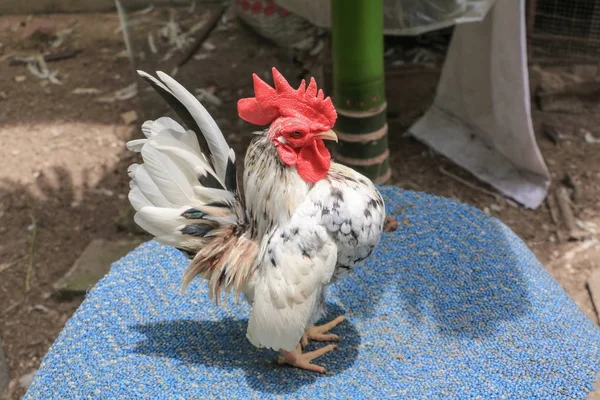 Galinha colorida (espécie hen serama na fazenda ao sul da Tailândia — Fotografia de Stock