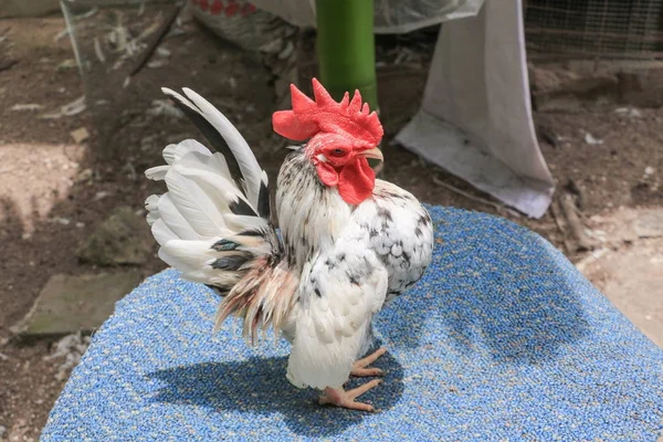 Ayam berwarna-warni (spesies hen serama di pertanian selatan Thailand — Stok Foto