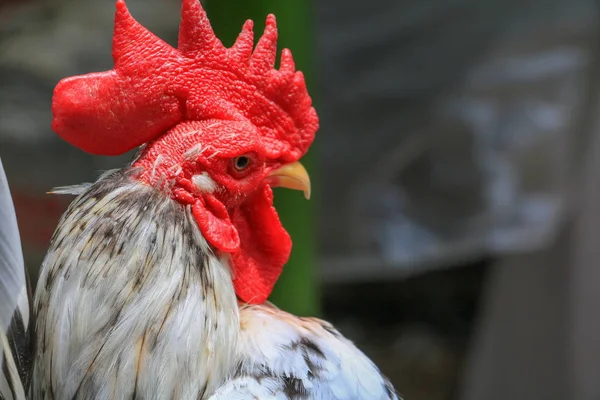 Ayam berwarna-warni (spesies hen serama di pertanian selatan Thailand — Stok Foto