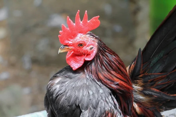 Ayam berwarna-warni (spesies hen serama di pertanian selatan Thailand — Stok Foto