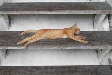 Merdivenlerde uyuyan kedi