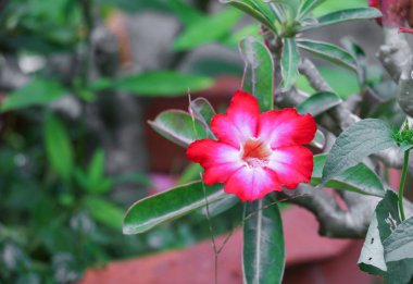 çöl gül kırmızı ve damla su çiçek ağaç veya Impala Lily bea