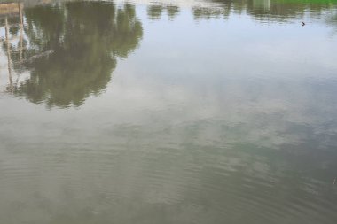 ağaç yansıma nehir doğada güzel