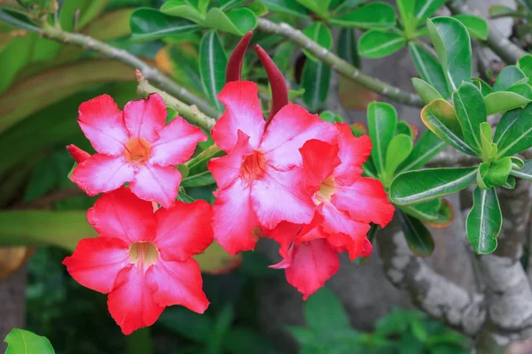 Pouštní růže červené a odkapávání vody květina na strom nebo Impala Lily bea — Stock fotografie