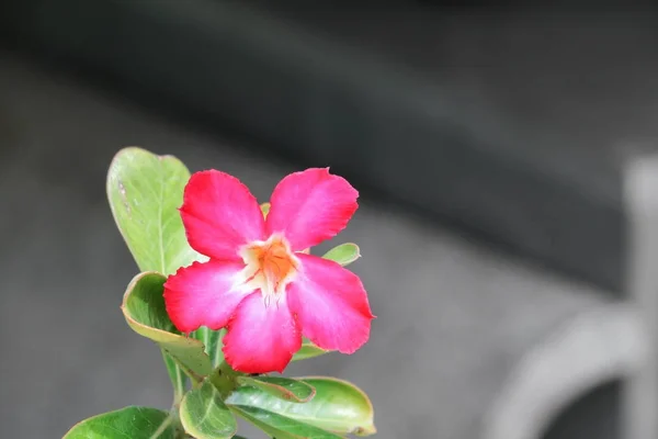 Deserto rosa vermelho e gotejamento flor de água na árvore ou Impala Lily bea — Fotografia de Stock