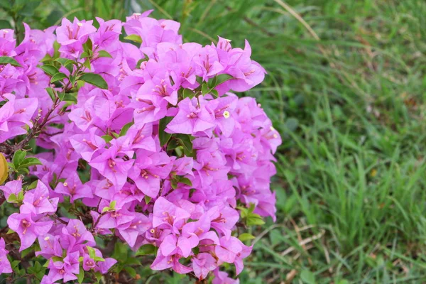 Bougainvillea flower purple Close up , glabra Choisy beautiful n — Stock Photo, Image