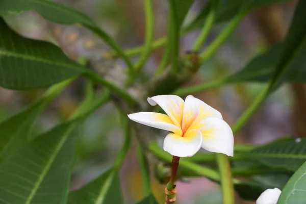 Plumeria flor desierto rosa blanco hermoso en el árbol (Común — Foto de Stock