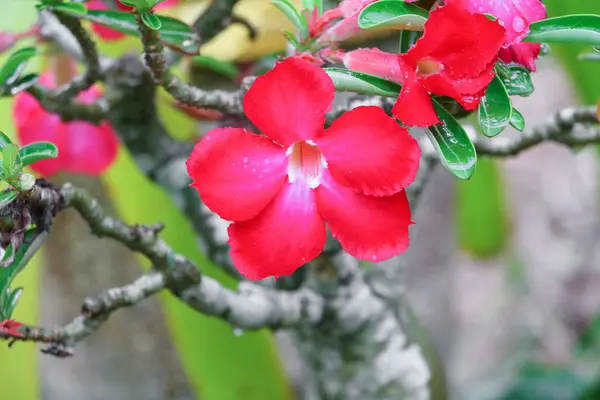 Pouštní růže červené a odkapávání vody květina na strom nebo Impala Lily bea — Stock fotografie