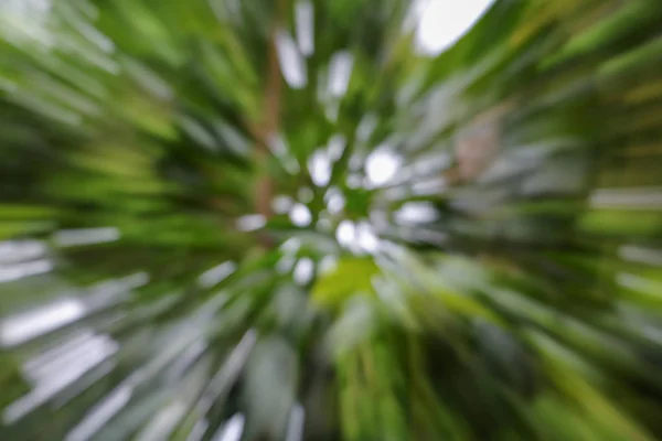 나무의 녹색 배경, 속도 확대/축소 효과 흐리게 — 스톡 사진