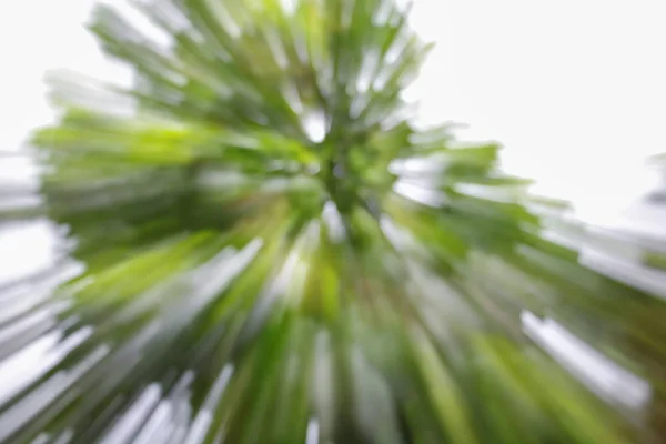 나무의 녹색 배경, 속도 확대/축소 효과 흐리게 — 스톡 사진