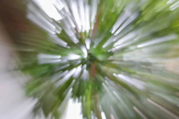 Verde de fondo borroso árbol, efecto de zoom de velocidad —  Fotos de Stock