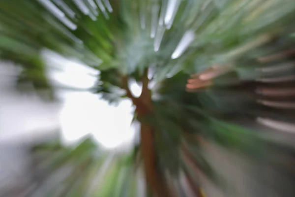 Verde de fondo borroso árbol, efecto de zoom de velocidad —  Fotos de Stock