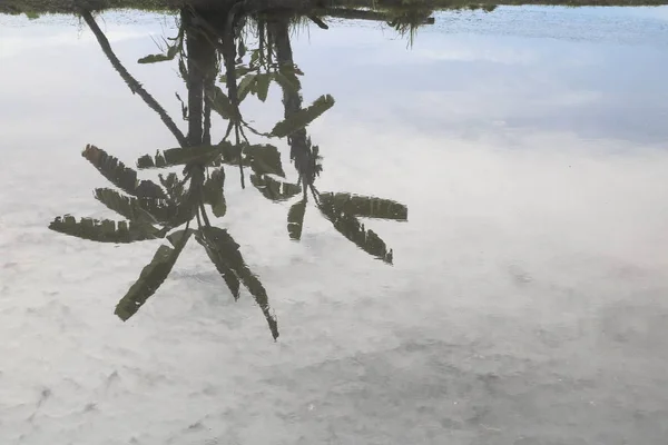 Pohon refleksi sungai yang indah di alam — Stok Foto