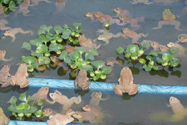 Kelompok katak di peternakan. — Stok Foto