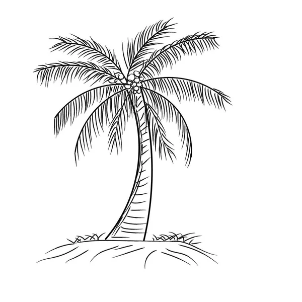 Palma Cocco Con Foglie Sole Disegno Stile Disegnato Mano Contorno — Vettoriale Stock