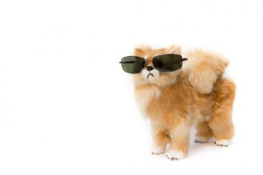 Bebek köpek kopya alanı için beyaz zemin üzerine güneş gözlüğü takıyor metin ekleme