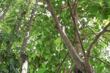 dal ve yaprak beyaz arka plan, alt görünümü üzerinde orman içinde güzel ağaç