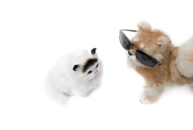 güneş gözlüğü ve kedi şirin bebek köpek güzel beyaz arka plan üzerinde kopya ile için alan eklemek metin