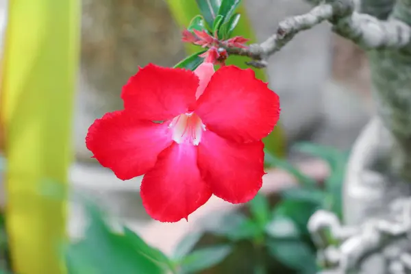 Pouštní Růže Červené Odkapávání Vody Květ Stromě Nebo Krásné Červené — Stock fotografie