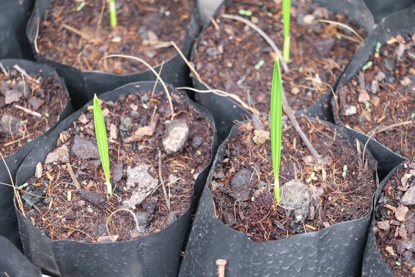 Closeup Palm Small Saplings Pots — Stock Photo, Image