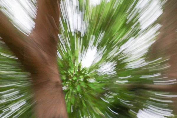 Verde Árvore Borrada Fundo Lente Velocidade Zoom Efeito — Fotografia de Stock