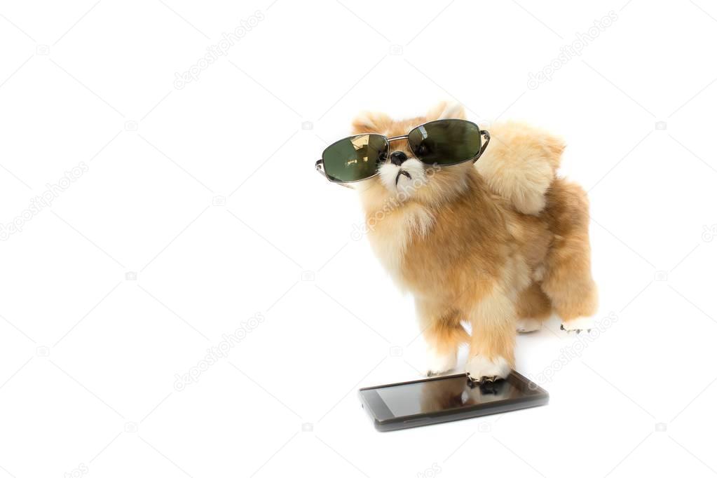 doll dog wearing sunglasses and mobile phon