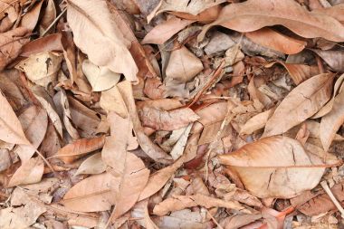 kuru yaprak doku doğa arka planda