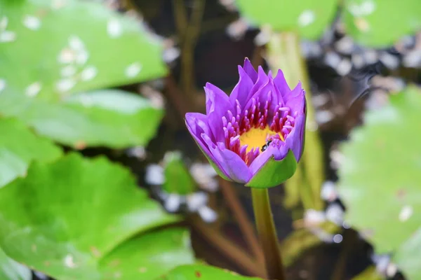 Lírio Lótus Roxo Água Bonito Foco Seletivo Fundo Macio — Fotografia de Stock