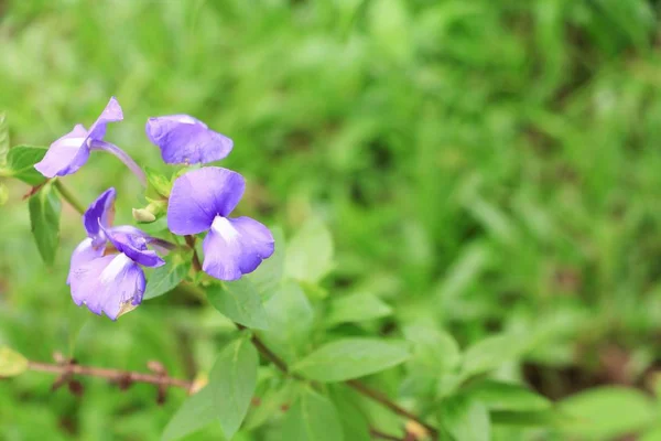 Brazilina Snapdragon Blue Hawaii Flor Jardín Cerca —  Fotos de Stock