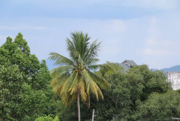 Kokosnoot Boom Jungle Palmen Tropen Met Kopie Ruimte — Stockfoto