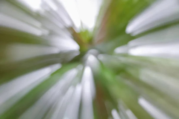ツリーの緑はぼやけて背景、スピード ズーム効果 — ストック写真