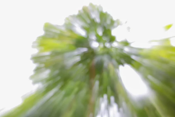 Verde de fondo borroso árbol, efecto de zoom de velocidad —  Fotos de Stock