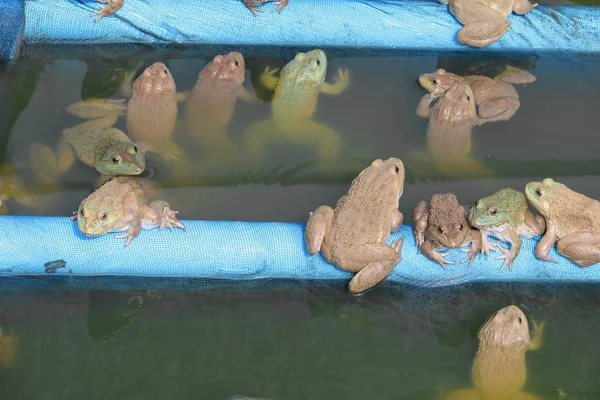 Grupa żaba w farmie — Zdjęcie stockowe