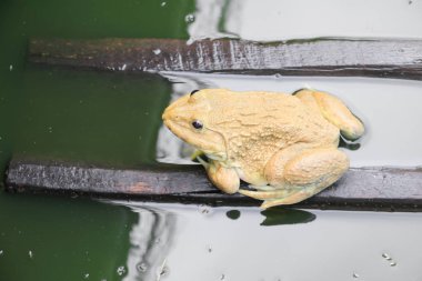 Kurbağa suda ıslatın ve kopya alanı.