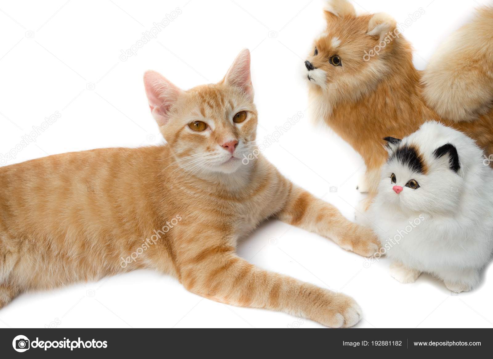 cat and doll