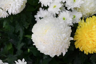 çiçek krizantem güzel beyaz ve sarı yakın çekim