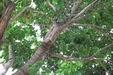 dal ve yaprak beyaz arka plan, alt görünümü üzerinde orman içinde güzel ağaç