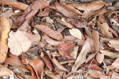 kuru yaprak doku doğa arka planda