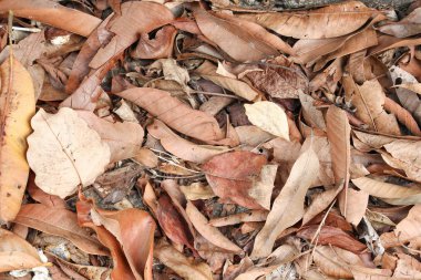 kuru yaprak doku doğa arka planda