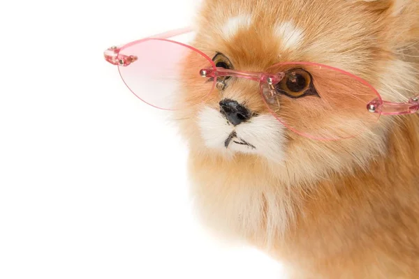 Puppenhund mit Brille auf weißem Hintergrund mit Kopierraum — Stockfoto